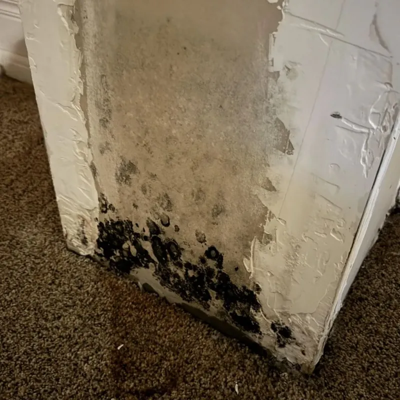Professional Mold Removal in Belgrade, ME
